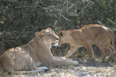 Kenya bozkırında dişi aslan.