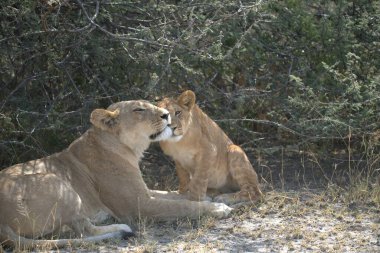 Afrika 'daki Kenya savanındaki aslanlar