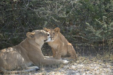 Güney Afrika 'daki Kruger Ulusal Parkı' nda aslan yavrusu.