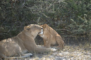 Namibya 'daki Etosha Milli Parkı' nda Aslan