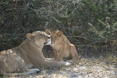 Etoşa Ulusal Parkı, Namibya 'da genç bir dişi aslan.