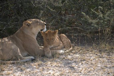 Aslanlar Savannah bir çift