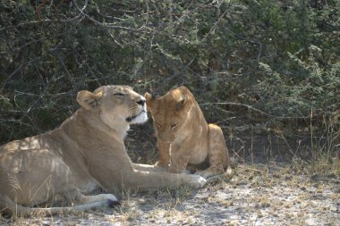 Aslanlar güneşte yatıyor.