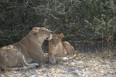 Güney Afrika 'daki Kruger Ulusal Parkı' nda aslan yavrusu.