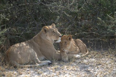 Aslan yavrusu çimlerde