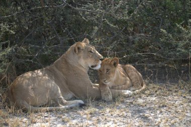 Çöldeki şirin bir aslanın yakın plan fotoğrafı.