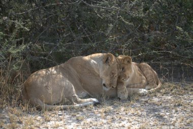 Kenya savanasında aslan ailesi
