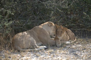 Lions at the kruger park