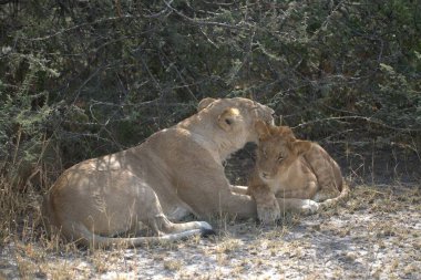 Kenya bozkırında bir çift aslan.