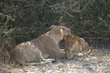 Hayvanat bahçesindeki genç aslanlar