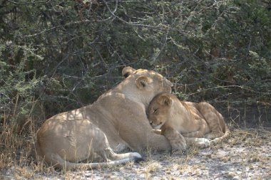 Afrika 'daki aslanlar