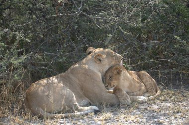 Hayvanat bahçesinde aslan