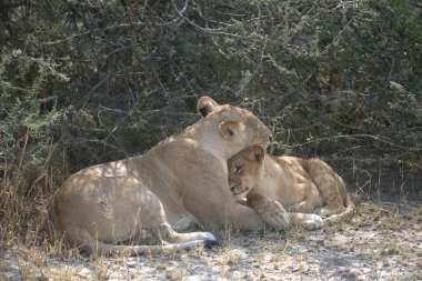 Kenya savanındaki aslanlar