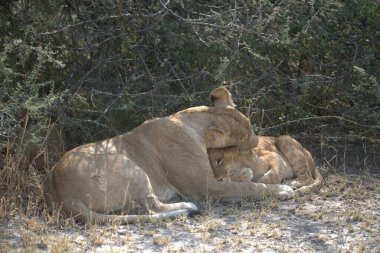 Kenya savanındaki aslanlar