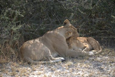 Zimbabwe savanındaki aslan.