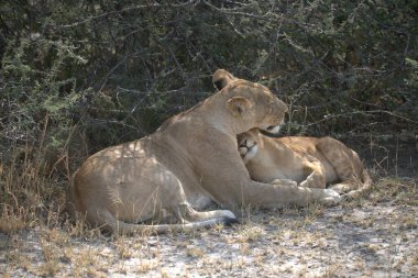 Yerde yatan aslan yavrusu