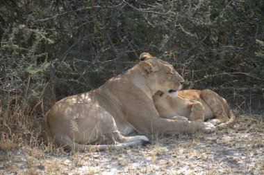 Kenya savanındaki aslanlar