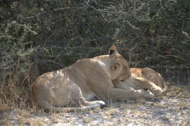 Çimenlerde yatmak aslan