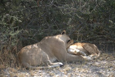 Aslan yavrusu çalılıklarda birlikte oynuyor.