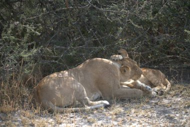 Kenya savanındaki aslan