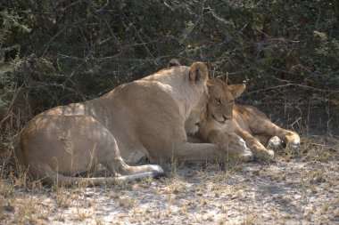 Genç bir dişi aslan ve yavrusu bozkırda.