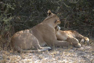 Kenya savanındaki aslanlar