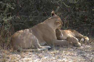Kruger Ulusal Parkı, Güney Afrika 'da genç bir dişi aslan yavrusu..
