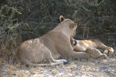 Namibya bozkırında aslanlar