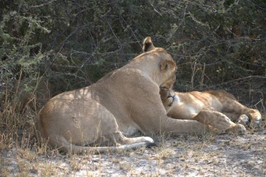 lioness with baby cub, mother and cub