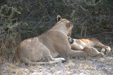 Güney Afrika 'daki Kruger Ulusal Parkı' nda dişi aslan ve erkek aslan.