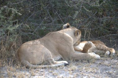 Barselona 'daki hayvanat bahçesinde aslanlar