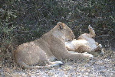 Kenya savanındaki aslan
