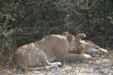 Kenya savanındaki aslan
