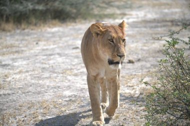 Aslan savanada yürüyor.