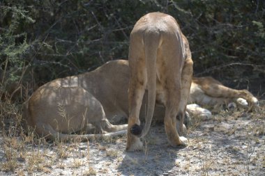 Hayvanat bahçesinde genç bir dişi aslan.