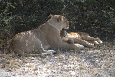 Güney Afrika 'daki Kruger Ulusal Parkı' nda bir aslan var..