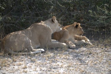 Aslanlar ve yavrular oynar