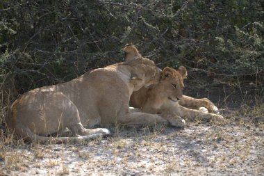 Çim döşeme aslan yavrusu