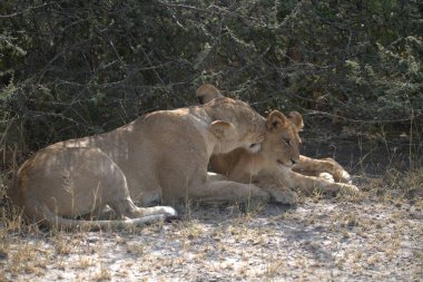 Kruger Park 'taki aslan yavrusu.