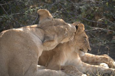 Aslan (aslan) Güney Afrika 'daki Kruger Ulusal Parkı' nda.