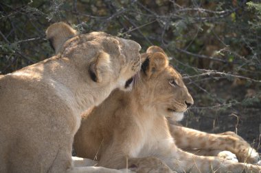 Kenya bozkırında bir aslan yavrusu