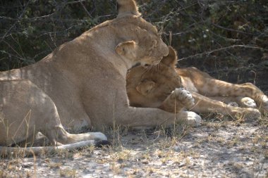 Kenya savanındaki aslanlar