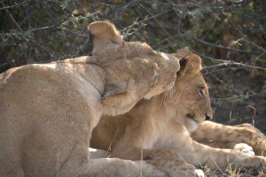 Afrika 'nın vahşi aslanı.