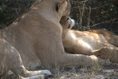 Savannah dişi aslan