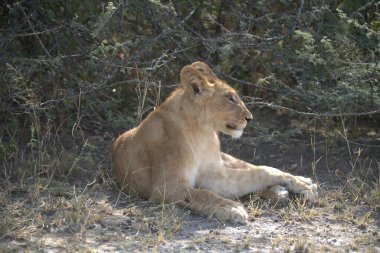 Afrika ulusal parkında dişi aslan.