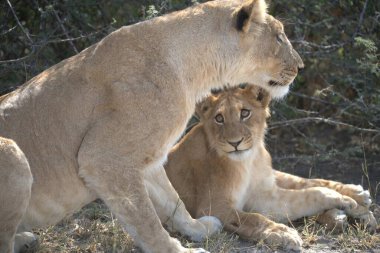 Aslanlar yerde yatıyor.