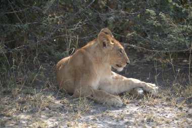 Etoşa Ulusal Parkı, Namibya 'da bir aslan.