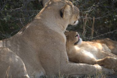 Yerde yatan bir aslan.