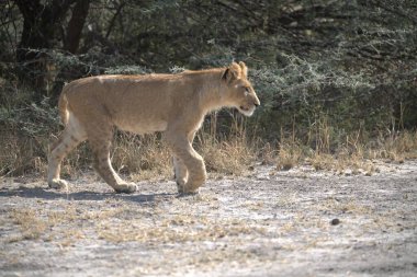 Güney Afrika 'daki Kruger Ulusal Parkı' nda aslan var.