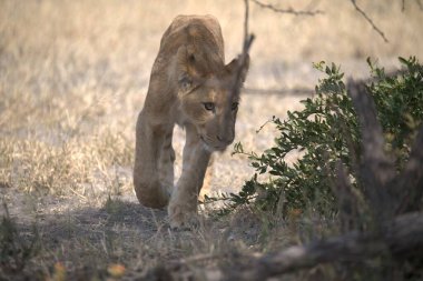 Vahşi çita çimlerin üzerinde kameraya doğru koşuyor.